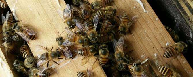 夏季怎样调整蜜蜂的群势