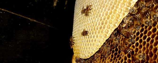 中蜂和意蜂有哪些不同（中蜂和意蜂有哪些不同的特点）