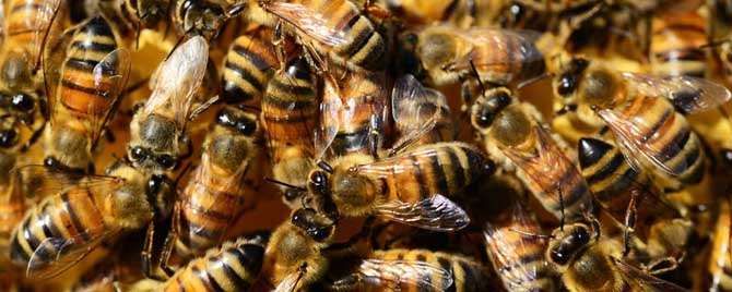 蜜蜂秋繁是什么意思
