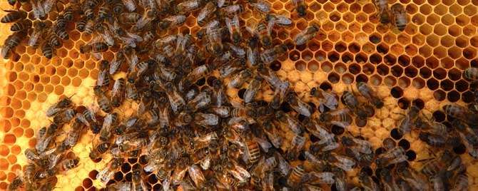 蜜蜂秋繁奖励饲喂多长时间
