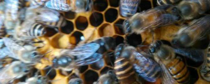 蜜蜂的冬眠方式是什么