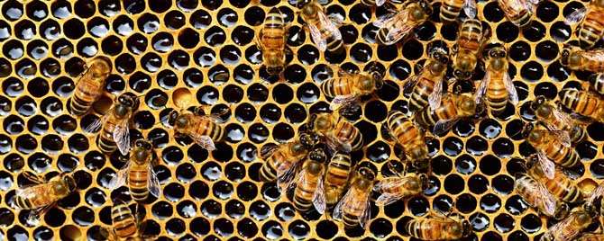 蜜蜂冬天死亡的原因有哪些
