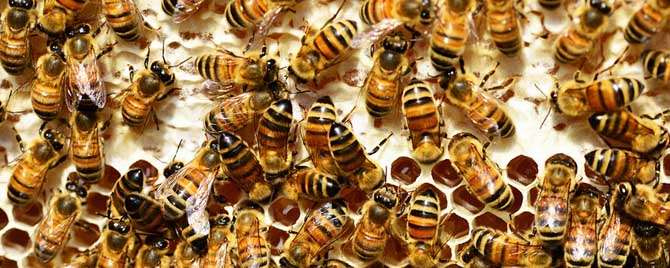 蜜蜂属于冬眠动物吗