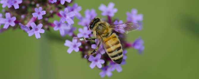 蜂疗能治强直性脊柱炎吗