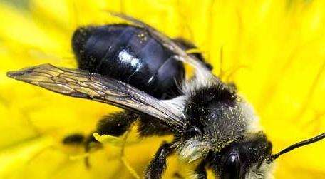 大黑蜂有毒吗图片图片