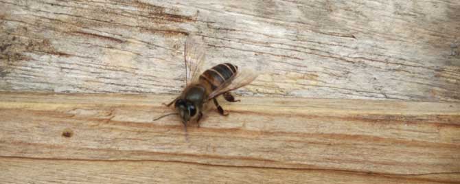个头最大的中蜂品种是什么