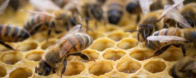 蜜蜂春繁加脾规律是什么