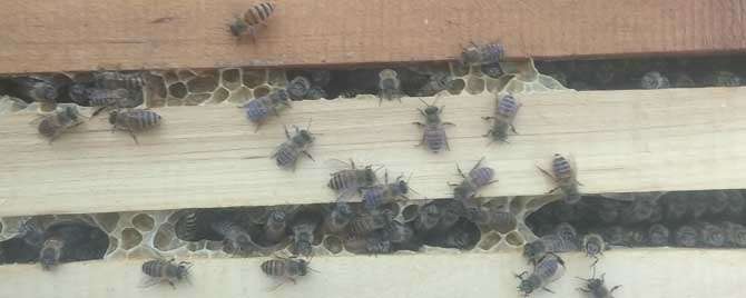 蜜蜂春繁起雄蜂怎么办