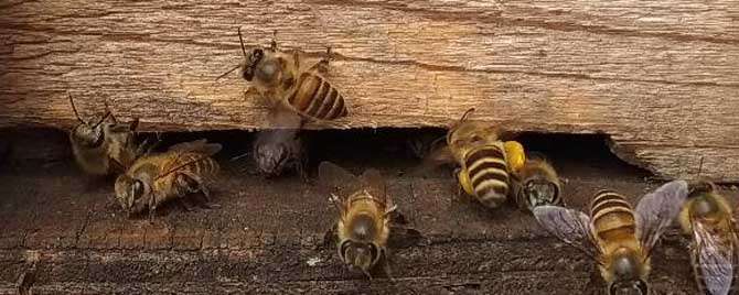 蜜蜂春繁管理技术有哪些