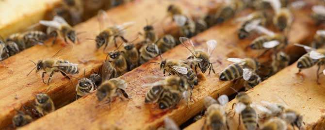 蜜蜂在多少度适合春繁