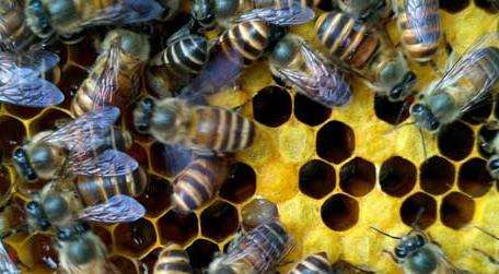 一斤花粉能喂多少蜂 农百科