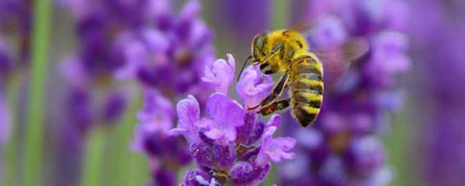 蜜蜂蛰消肿的小妙招有哪些