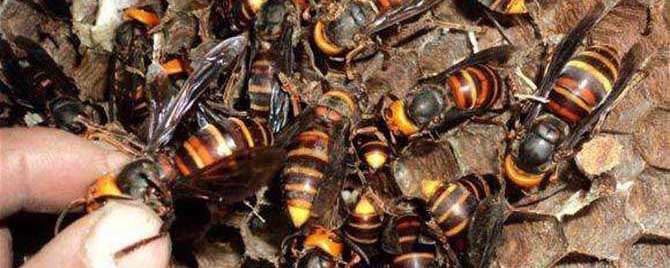地雷蜂和虎头蜂有什么区别