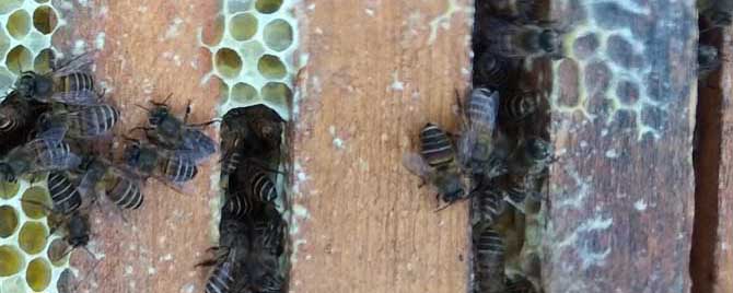 中蜂常见病虫害防治有哪些