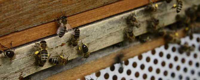 蜜蜂爬蜂病有几种怎样治疗