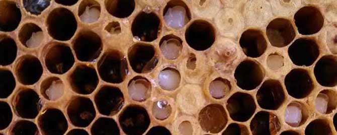 中蜂中囊病的症状是什么