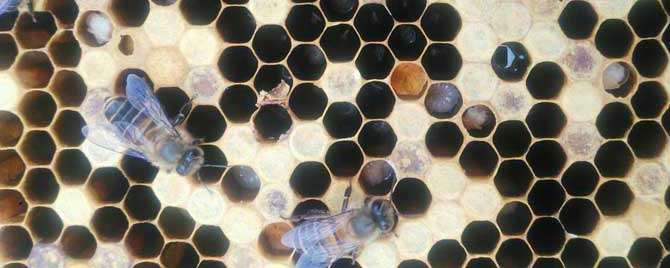 中蜂有卵无幼虫怎么回事