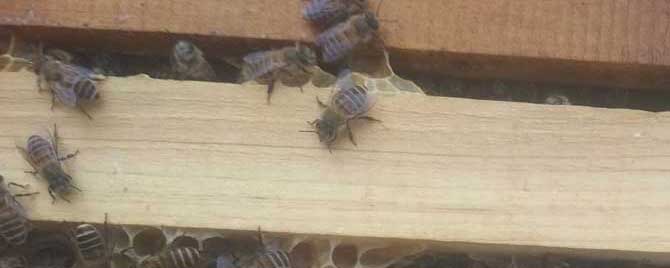 蜜蜂入冬后为什么有死蜂