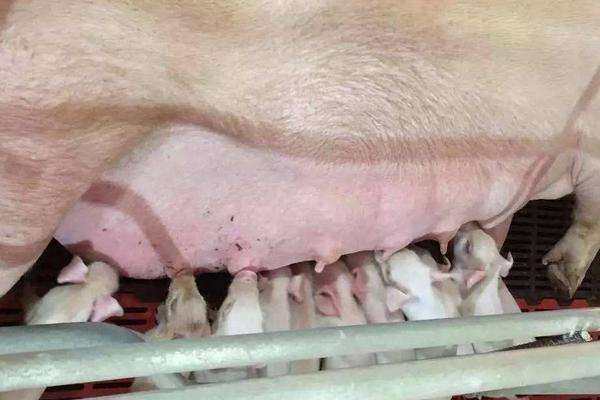 母猪的产后护理表情图图片