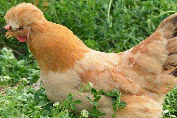 4,在饲养的时候,还需要将它及时的分开,可以按照大小来分,这样会更有