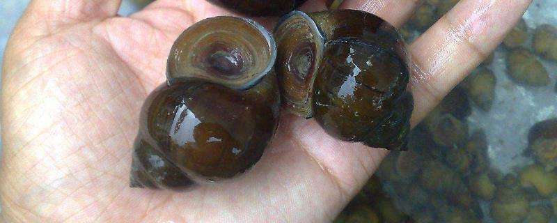 氯硝柳胺:能杀灭钉螺,血吸虫尾蚴和毛蚴.