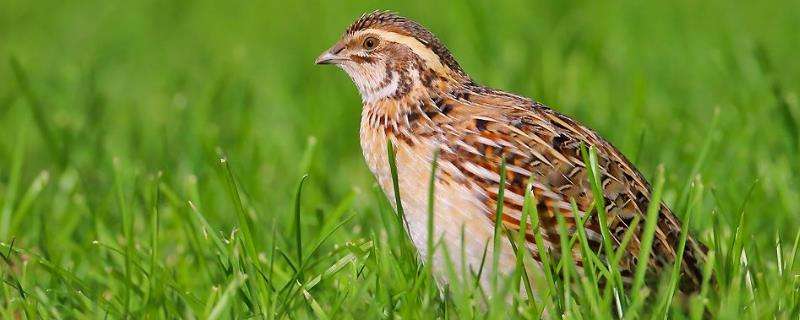 公鹌鹑一直叫怎么办?为什么一直叫?