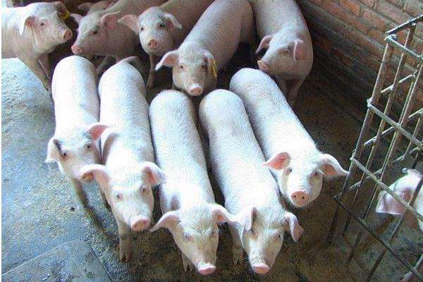 农村大哥养猪多少头一年赚20万？附2022养猪赚钱吗U8国际- U8国际官方网站- U8体育APP下载