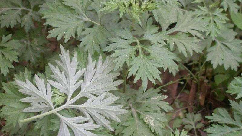 白蒿的别名叫什么-农百科