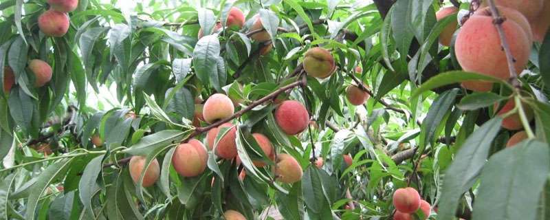 一颗桃树产多少斤（一颗桃树产多少斤果子）