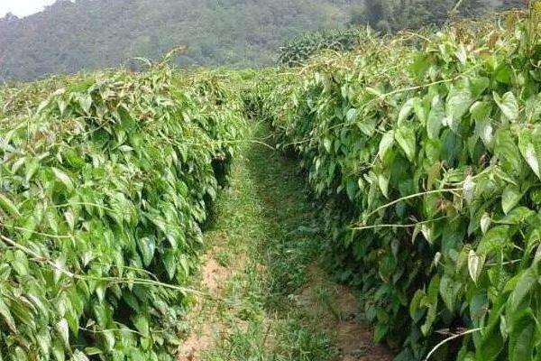 紫山药种植技术