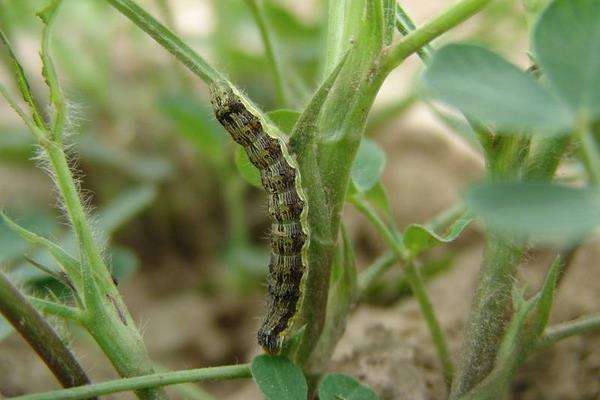 蚜虫的初期,喷洒10%吡虫啉可湿性粉剂2000-3000倍液,或20%啶虫脒可湿