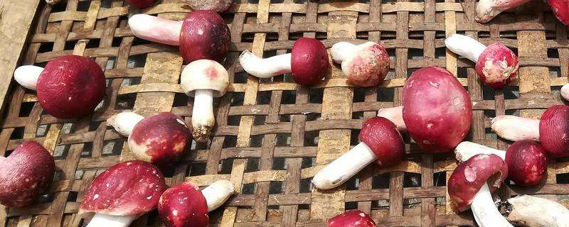 可以人工种植红菇吗，如何人工种植红菇