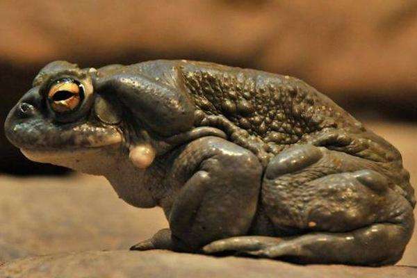 毒腺内会分泌出含有剧毒的黏液,如果不小心中了蟾蜍的毒,而且中毒程度