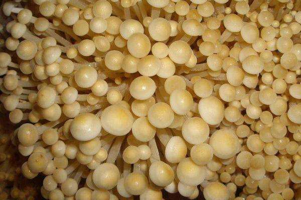 六,进行采收1,金针菇较易变老,对于已经成熟的金针菇要及时进行采收