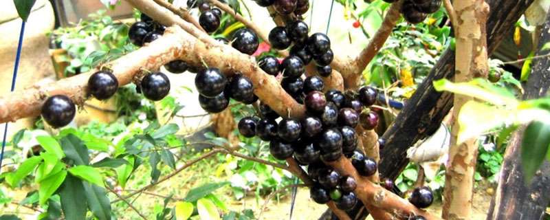 嘉宝果种植条件和区域,适宜温度22至25度