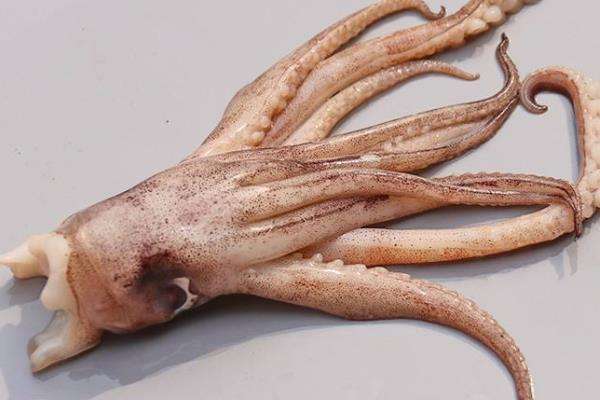 3,鱿鱼体内具有2片鳃作为呼吸器官,身体分为头部和很短的颈部,中国枪