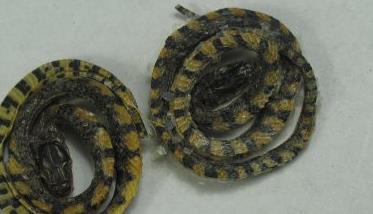 白花蛇的功效与作用有哪些 农百科 白花蛇的功效与作用有哪些 农百科