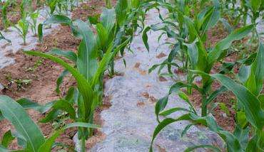 玉米地膜覆盖栽培