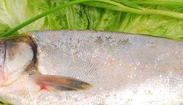 鲢鱼的营养价值 鲢鱼的功效与作用