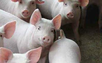哺乳仔猪的生理特点 哺乳仔猪的饲养管理要求