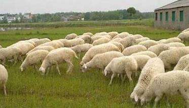 农村养羊怎么样 农村养羊的技术措施