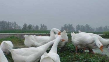 鹅产蛋期的饲养管理方法