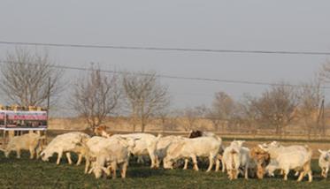冬季养羊技术及其注意事项