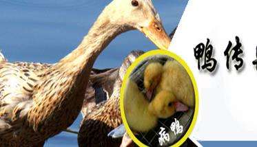 鸭传染性浆膜炎症状