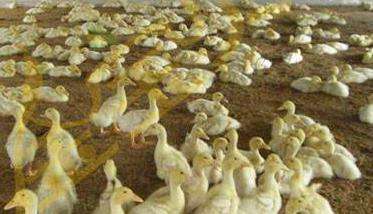发酵床生态养鸭