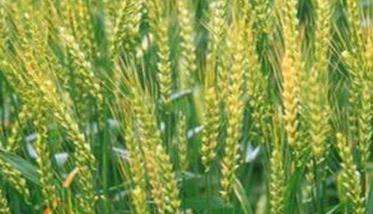小麦增产技术