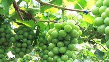葡萄的栽培与管理技术要点