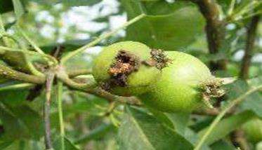 梨小食心虫的发生规律 梨小食心虫防治技术