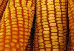 玉米千粒重一般多少 提高玉米千粒重的措施