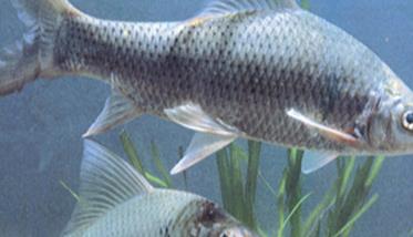 鲮鱼的俗称知多少 鲮鱼的养殖技术要点